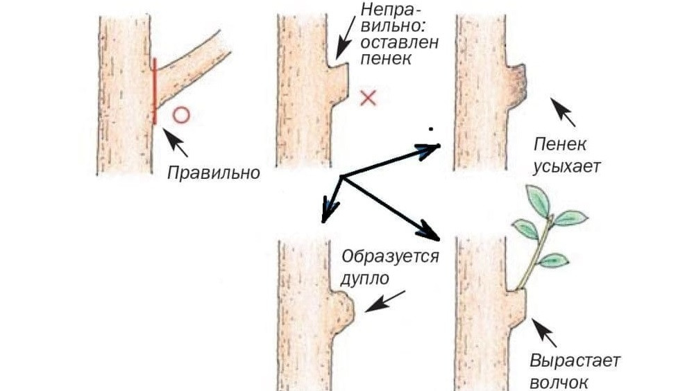 Как правильно обрезать ветки