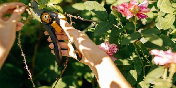 Секатор для обрезки роз финского производителя Фискарс